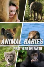 Cover Animal Babies: First Year On Earth, Poster Animal Babies: First Year On Earth