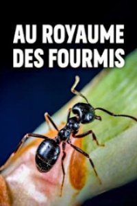 Cover Im Königreich der Ameisen, Poster, HD