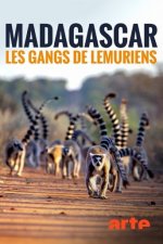Cover Madagaskar - Bandenkrieg der Lemuren, Poster Madagaskar - Bandenkrieg der Lemuren