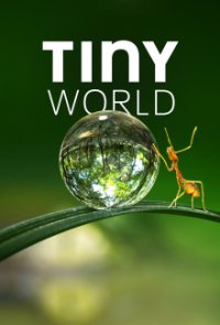 Tiny World Cover, Poster, Tiny World DVD