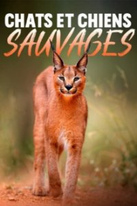 Cover Wildkatzen und Wildhunde, Poster, HD