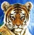 User Tiger3103, Profilbild